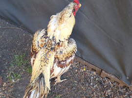 Aseel Male For Sale