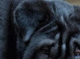 Beautiful last black sharpi puppy