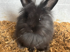Lionhead x angora male left