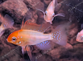 Golden Rams &pound;4 each or 3 for &pound;10