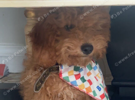 Maltipoo boy f1 red