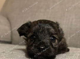 Beautiful Chi Poo for Sale