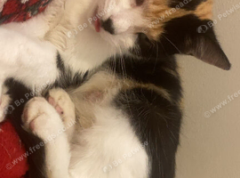 cat, needs rehoming