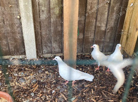 Pair baby fantail doves