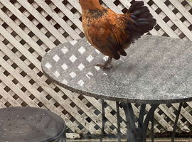 Bantam cockerel