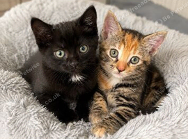 Two beautiful kittens ready for their forever homes