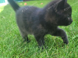 Beautiful kittens