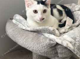 8 month old kitten