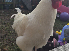 White buff orpington Cockerell