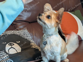 Beautiful JRT x Caverpoo