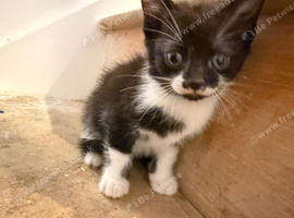 4 kittens for sale