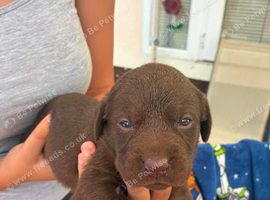 Labrador puppies