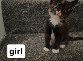 Five kittens looking for loving forever homes