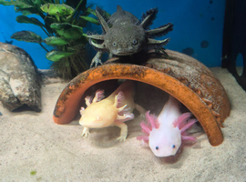 3 axolotls for sale