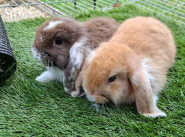 Mini lops babies