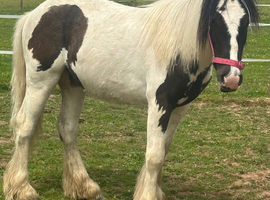13mth old cob