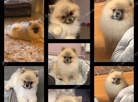 Pomeranian puppie KC