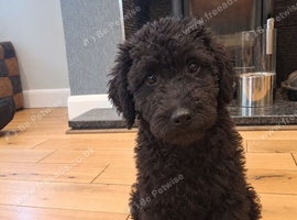 Premium - Health Checked Labradoodle Girls available