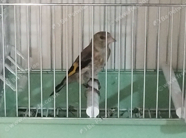 2x 2026 goldfinches