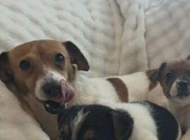 Traditional smooth coated jack Russell pups