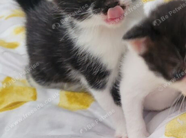 Britsh  kittens