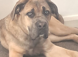 Cane Corso