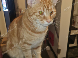 2 year old orange boy cat