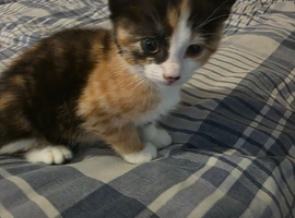 Beautiful tortoise shell kitten