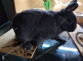 1 Year old Netherland dwarf cross mini lop