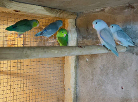 Parrotlets for sale