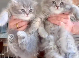 Beautiful British Shorthair & Longhair Kittens