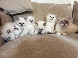 Litter of 6 Pedigree Ragdoll Kittens 11 weeks old