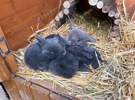 6 Mini lops - waiting list open