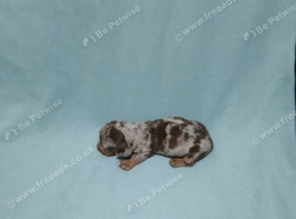 MiniatureDachshounds