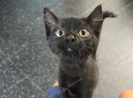 Male kitten &pound;50