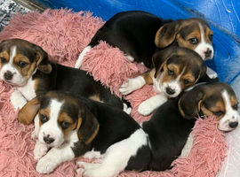 Beagle puppies for sale