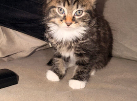 Beautiful kittens needing A* homes