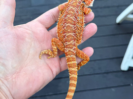 Bearded Dragons juvenile. Sale this weekend only