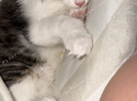 Kittens for sale