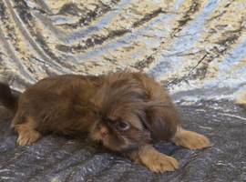 Beautiful imperial shih tzu babie girl