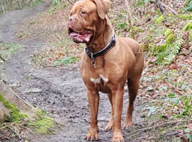 Barkley n pawz dog walking and pet services.