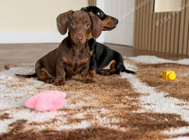 Slightly older msh dachshund