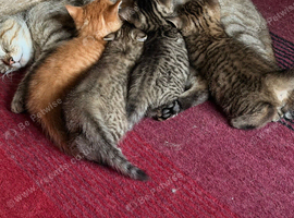 4 stunning kittens