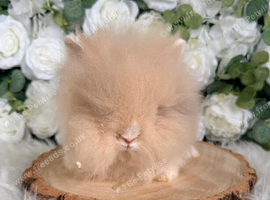 Vaccinated dm lionhead boy - Ready Now