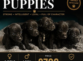 Patterdale puppies