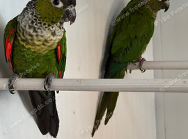 Black cap conures