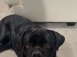 Make cane corso