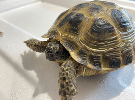 GARDEN TORTOISES