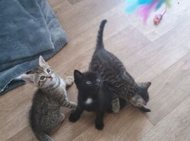 Beautiful kittens