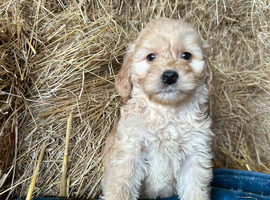 Red cockapoo puppies
